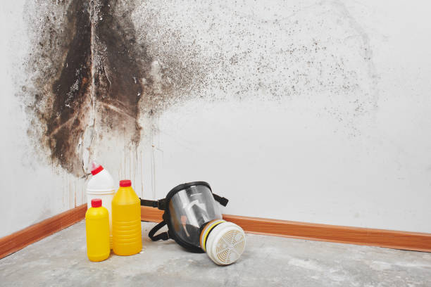 Best Commercial Mold Remediation in Loudon, TN