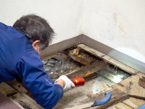 Best Mold Testing and Inspection Services in Loudon, TN