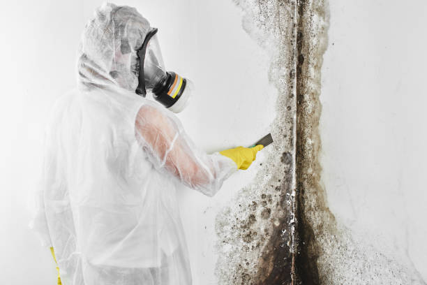 Best Residential Mold Remediation in Loudon, TN