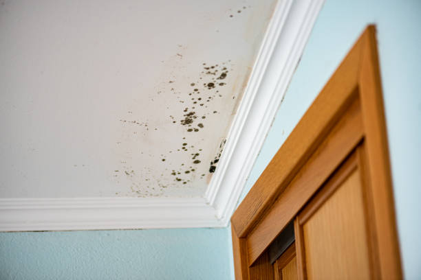 Best Residential Mold Remediation in Loudon, TN