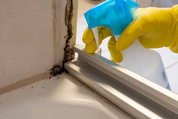 Best Basement Mold Remediation in Loudon, TN