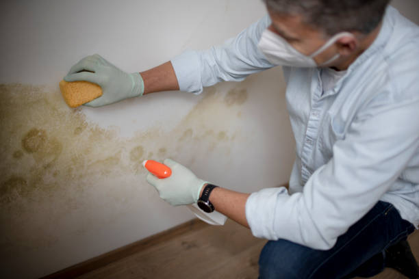 Best DIY Mold Remediation Support Services in Loudon, TN