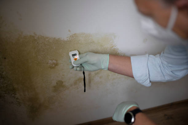 Best Mold Remediation for Schools in Loudon, TN