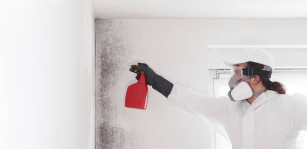 Best Kitchen Mold Remediation in Loudon, TN