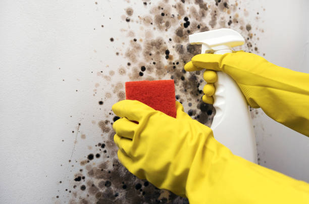 Best Black Mold Remediation in Loudon, TN