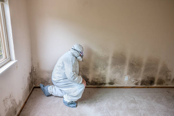 Best Insurance-Related Mold Remediation in Loudon, TN