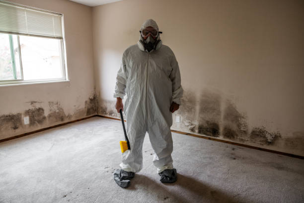 Best Post-Flood Mold Remediation in Loudon, TN