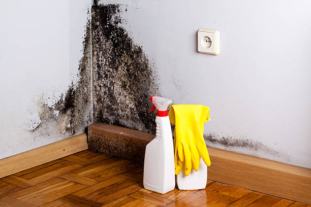 Best Bathroom Mold Remediation in Loudon, TN