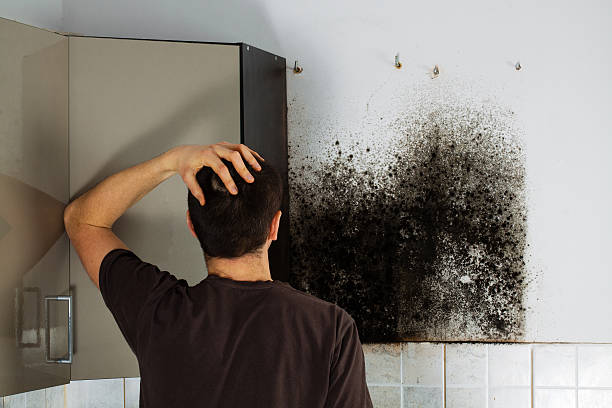 Best Post-Flood Mold Remediation in Loudon, TN